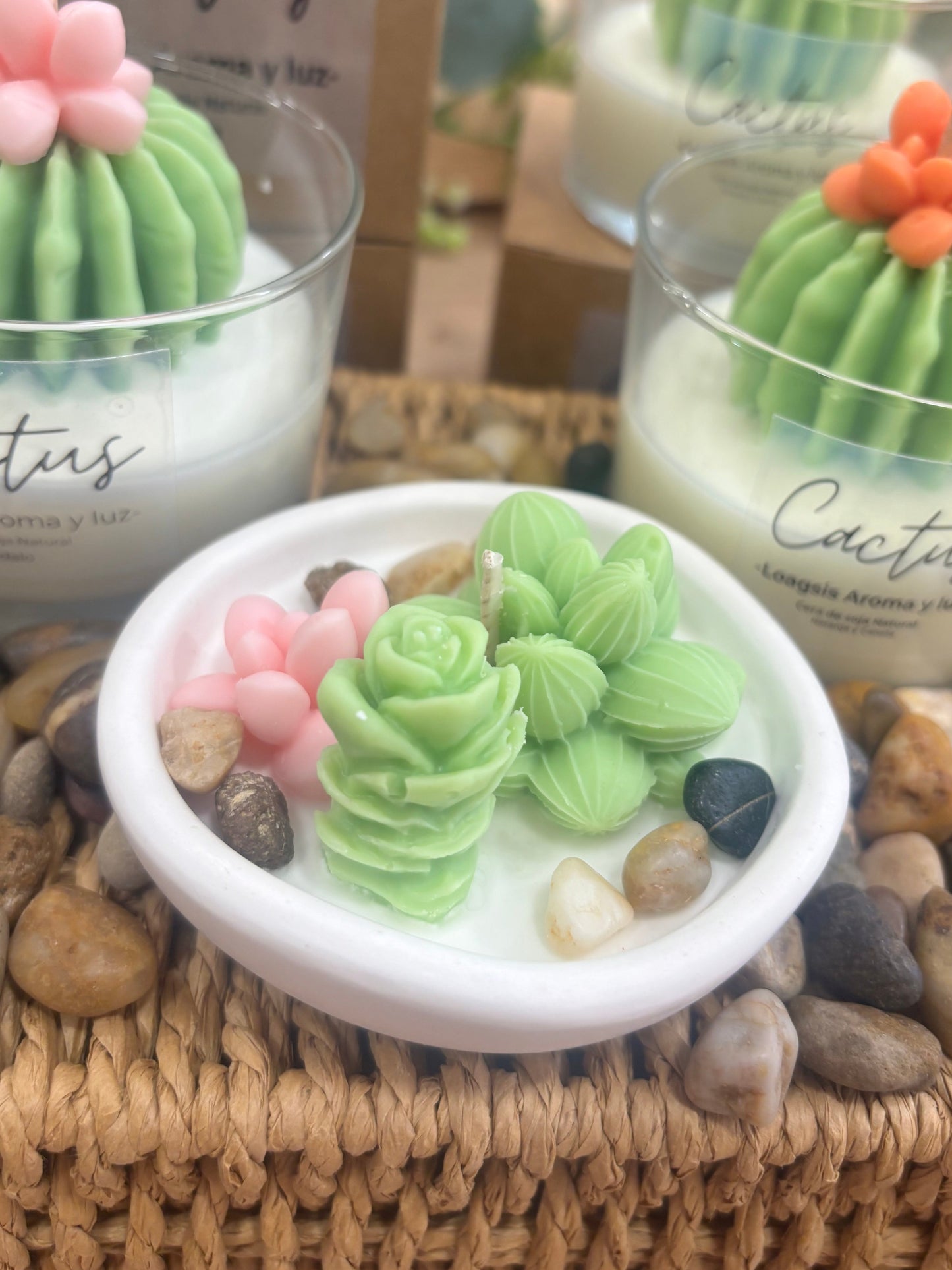 Mini jardín con cactus
